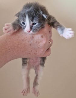 2023-05-14 Unique KingCats Saturn 09