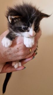 2023-05-29 Unique KingCats Pluto 11