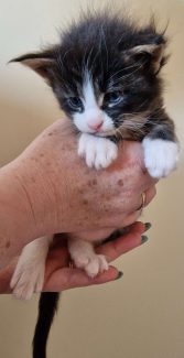 2023-05-29 Unique KingCats Pluto 12