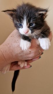 2023-05-29 Unique KingCats Pluto 13