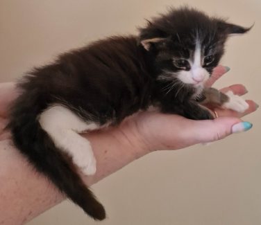 2023-05-29 Unique KingCats Pluto 14