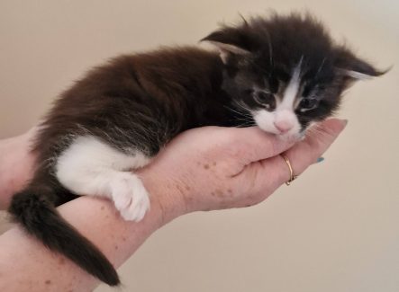 2023-05-29 Unique KingCats Pluto 15