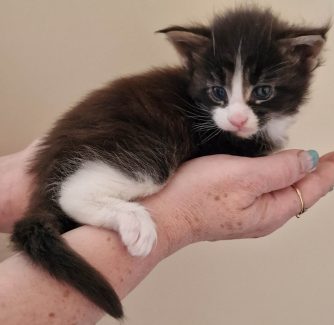 2023-05-29 Unique KingCats Pluto 16