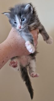 2023-05-29 Unique KingCats Saturn 10