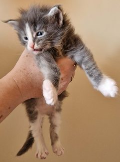 2023-05-29 Unique KingCats Saturn 11