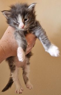 2023-05-29 Unique KingCats Saturn 12