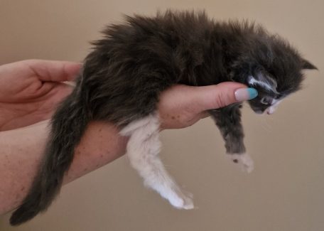 2023-05-29 Unique KingCats Saturn 13