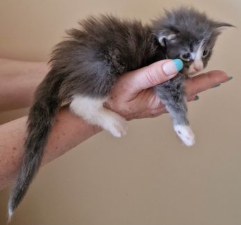 2023-05-29 Unique KingCats Saturn 14