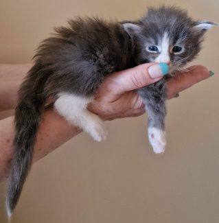 2023-05-29 Unique KingCats Saturn 15