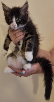 2023-07-09 Unique KingCats Pluto 17