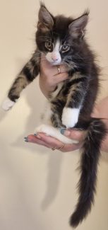 2023-07-09 Unique KingCats Pluto 18