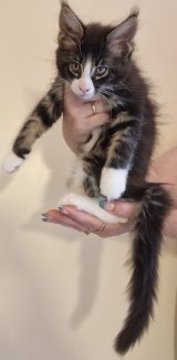 2023-07-09 Unique KingCats Pluto 19