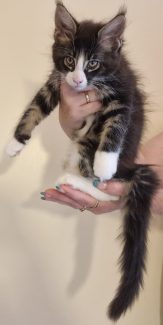 2023-07-09 Unique KingCats Pluto 20