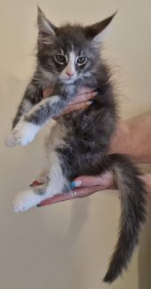 2023-07-09 Unique KingCats Saturn 16