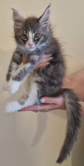 2023-07-09 Unique KingCats Saturn 17