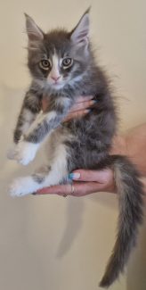 2023-07-09 Unique KingCats Saturn 18