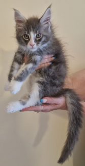 2023-07-09 Unique KingCats Saturn 19