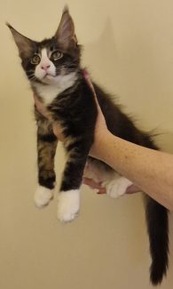 2023-08-01 Unique KingCats Pluto 21