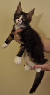 2023-08-01 Unique KingCats Pluto 22