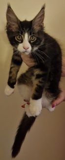 2023-08-01 Unique KingCats Pluto 23