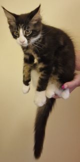 2023-08-01 Unique KingCats Pluto 26