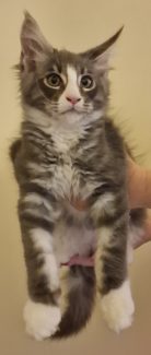 2023-08-01 Unique KingCats Saturn 20