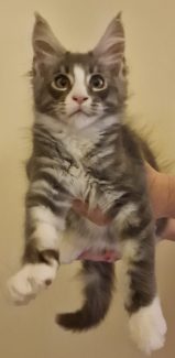 2023-08-01 Unique KingCats Saturn 21