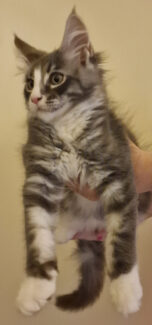 2023-08-01 Unique KingCats Saturn 22