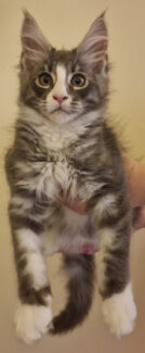 2023-08-01 Unique KingCats Saturn 23