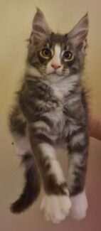 2023-08-01 Unique KingCats Saturn 24