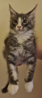 2023-08-01 Unique KingCats Saturn 25