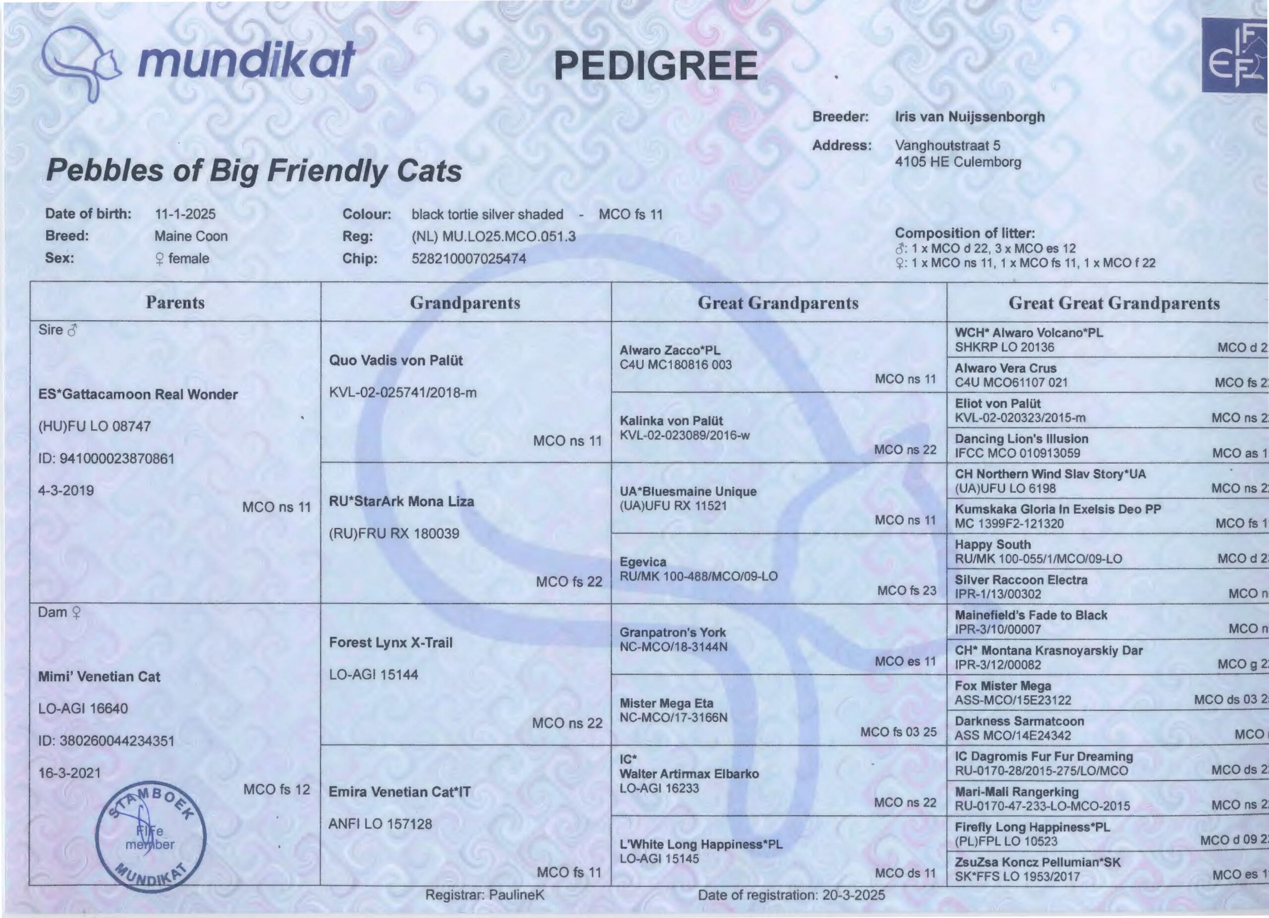 2025-01-11 Big Friendly Cats Pebbles Stamboom 2025-01-11 Big Friendly Cats Pebbles Stamboom